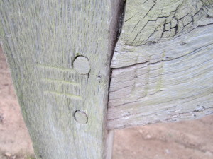 Fig. 15 Pegged mortise and tenon  joint in a medieaval barn - note the marriage marks to make for easy reassembly_resize