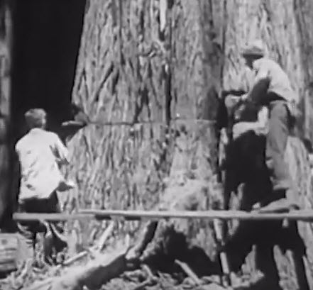 Logging and Sawmill Operations in California – 1940s Forest Documentary